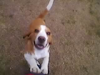 lindo beagle bicolor saludable